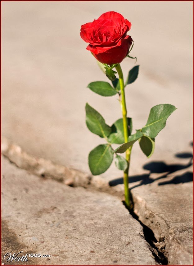 Image of a rose growing from a crack in the pavement